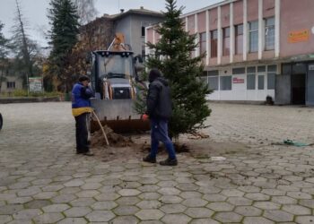 Елха „поникна“ в центъра на Сенник
