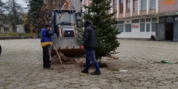 Елха „поникна“ в центъра на Сенник