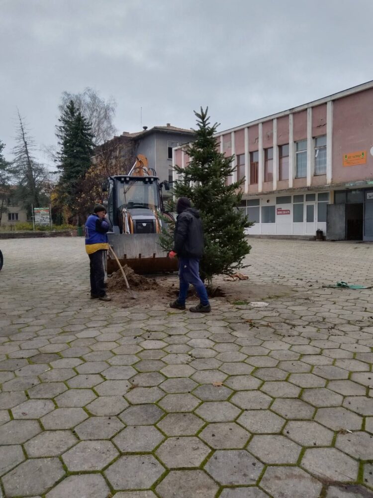Елха „поникна“ в центъра на Сенник