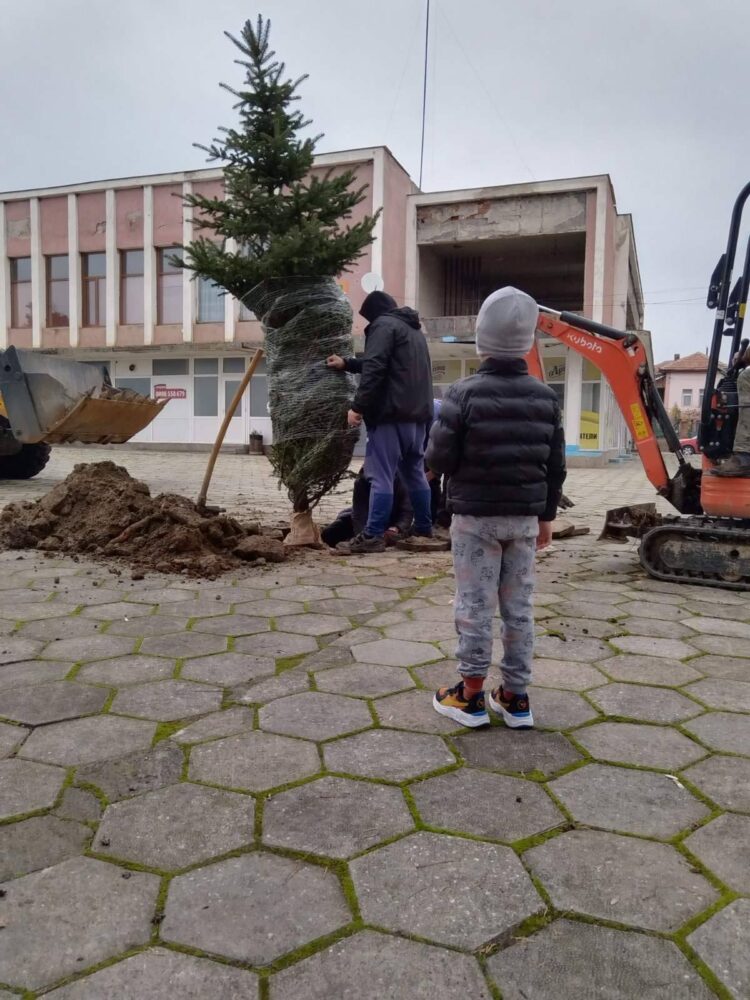 Елха „поникна“ в центъра на Сенник