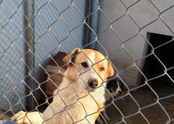 “Маратон на доброто” стигна и до Общинския приют за бездомни животни