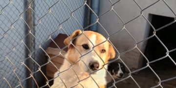 “Маратон на доброто” стигна и до Общинския приют за бездомни животни