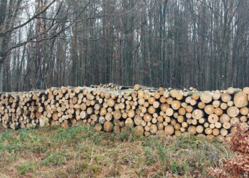 68 682 пр. куб. м. дърва за огрев са предоставени на физически лица в обхвата на СЦДП-Габрово през 2025 г.