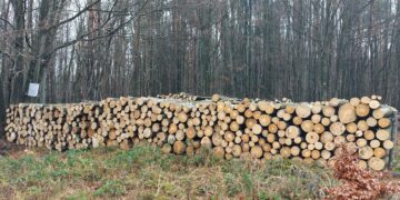 68 682 пр. куб. м. дърва за огрев са предоставени на физически лица в обхвата на СЦДП-Габрово през 2025 г.