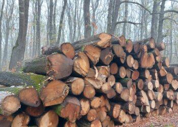 77 акта за установяване на нарушение са съставили лесовъдите от СЦДП-Габрово през месец януари