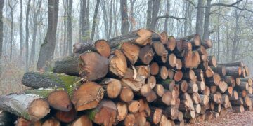 77 акта за установяване на нарушение са съставили лесовъдите от СЦДП-Габрово през месец януари